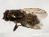  ( - 10BBCDIP-1815)  @12 [ ] CreativeCommons - Attribution (2010) CBG Photography Group Centre for Biodiversity Genomics