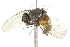  ( - 10BBCDIP-1832)  @13 [ ] CreativeCommons - Attribution (2010) CBG Photography Group Centre for Biodiversity Genomics
