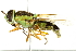  (Odontomyia - 10BBCDIP-1870)  @14 [ ] CreativeCommons - Attribution (2010) CBG Photography Group Centre for Biodiversity Genomics