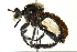  (Laphria janus - 10BBCDIP-1922)  @14 [ ] CreativeCommons - Attribution (2010) CBG Photography Group Centre for Biodiversity Genomics