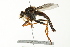  ( - 10BBCDIP-1925)  @13 [ ] CreativeCommons - Attribution (2010) CBG Photography Group Centre for Biodiversity Genomics