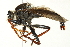  ( - 10BBCDIP-1926)  @14 [ ] CreativeCommons - Attribution (2010) CBG Photography Group Centre for Biodiversity Genomics