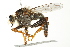  ( - 10BBCDIP-1927)  @14 [ ] CreativeCommons - Attribution (2010) CBG Photography Group Centre for Biodiversity Genomics