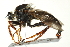  ( - 10BBCDIP-1929)  @15 [ ] CreativeCommons - Attribution (2010) CBG Photography Group Centre for Biodiversity Genomics