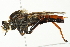  ( - 10BBCDIP-1930)  @13 [ ] CreativeCommons - Attribution (2010) CBG Photography Group Centre for Biodiversity Genomics