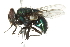  ( - 10BBCDIP-2012)  @13 [ ] CreativeCommons - Attribution (2010) CBG Photography Group Centre for Biodiversity Genomics