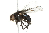  ( - 10BBCDIP-2043)  @14 [ ] CreativeCommons - Attribution (2010) CBG Photography Group Centre for Biodiversity Genomics