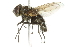  ( - 10BBCDIP-2049)  @14 [ ] CreativeCommons - Attribution (2010) CBG Photography Group Centre for Biodiversity Genomics