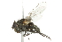  ( - 10BBCDIP-2051)  @12 [ ] CreativeCommons - Attribution (2010) CBG Photography Group Centre for Biodiversity Genomics