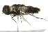  ( - 10BBCDIP-2068)  @13 [ ] CreativeCommons - Attribution (2010) CBG Photography Group Centre for Biodiversity Genomics