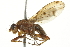  ( - 10BBCDIP-2165)  @13 [ ] CreativeCommons - Attribution (2010) CBG Photography Group Centre for Biodiversity Genomics