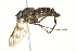  ( - 10BBCDIP-2205)  @13 [ ] CreativeCommons - Attribution (2010) CBG Photography Group Centre for Biodiversity Genomics