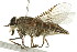  ( - 10BBCDIP-2340)  @14 [ ] CreativeCommons - Attribution (2010) CBG Photography Group Centre for Biodiversity Genomics