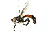  ( - 10BBCDIP-2383)  @13 [ ] CreativeCommons - Attribution (2010) CBG Photography Group Centre for Biodiversity Genomics