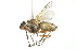  ( - 10BBCDIP-2398)  @13 [ ] CreativeCommons - Attribution (2010) CBG Photography Group Centre for Biodiversity Genomics