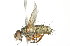  ( - 10BBCDIP-2399)  @12 [ ] CreativeCommons - Attribution (2010) CBG Photography Group Centre for Biodiversity Genomics