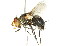  (Archytas metallicus - 10BBCDIP-2402)  @14 [ ] CreativeCommons - Attribution (2010) CBG Photography Group Centre for Biodiversity Genomics