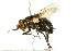  (Archytas metallicus - 10BBCDIP-2403)  @14 [ ] CreativeCommons - Attribution (2010) CBG Photography Group Centre for Biodiversity Genomics
