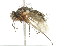  ( - 10BBCDIP-2412)  @12 [ ] CreativeCommons - Attribution (2010) CBG Photography Group Centre for Biodiversity Genomics