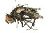  ( - 10BBCDIP-2427)  @13 [ ] CreativeCommons - Attribution (2010) CBG Photography Group Centre for Biodiversity Genomics