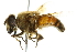  ( - 10BBCDIP-2504)  @14 [ ] CreativeCommons - Attribution (2010) CBG Photography Group Centre for Biodiversity Genomics
