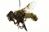  ( - 10BBCDIP-2510)  @13 [ ] CreativeCommons - Attribution (2010) CBG Photography Group Centre for Biodiversity Genomics