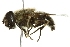  ( - 10BBCDIP-2532)  @13 [ ] CreativeCommons - Attribution (2010) CBG Photography Group Centre for Biodiversity Genomics