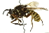  ( - 10BBCDIP-2540)  @13 [ ] CreativeCommons - Attribution (2010) CBG Photography Group Centre for Biodiversity Genomics
