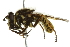  ( - 10BBCDIP-2541)  @13 [ ] CreativeCommons - Attribution (2010) CBG Photography Group Centre for Biodiversity Genomics