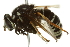  ( - 10BBCDIP-2546)  @11 [ ] CreativeCommons - Attribution (2010) CBG Photography Group Centre for Biodiversity Genomics