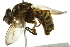  ( - 10BBCDIP-2551)  @13 [ ] CreativeCommons - Attribution (2010) CBG Photography Group Centre for Biodiversity Genomics