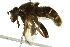  ( - 10BBCDIP-2552)  @13 [ ] CreativeCommons - Attribution (2010) CBG Photography Group Centre for Biodiversity Genomics