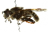  ( - 10BBCDIP-2554)  @14 [ ] CreativeCommons - Attribution (2010) CBG Photography Group Centre for Biodiversity Genomics