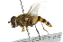  ( - 10BBCDIP-2569)  @13 [ ] CreativeCommons - Attribution (2010) CBG Photography Group Centre for Biodiversity Genomics