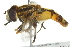  ( - 10BBCDIP-2570)  @13 [ ] CreativeCommons - Attribution (2010) CBG Photography Group Centre for Biodiversity Genomics