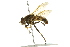  ( - 10BBCDIP-2588)  @14 [ ] CreativeCommons - Attribution (2010) CBG Photography Group Centre for Biodiversity Genomics
