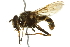  ( - 10BBCDIP-2593)  @13 [ ] CreativeCommons - Attribution (2010) CBG Photography Group Centre for Biodiversity Genomics