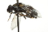  ( - 10BBCDIP-2629)  @14 [ ] CreativeCommons - Attribution (2010) CBG Photography Group Centre for Biodiversity Genomics