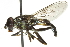  ( - 10BBCDIP-2631)  @13 [ ] CreativeCommons - Attribution (2010) CBG Photography Group Centre for Biodiversity Genomics