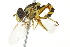  ( - 10BBCDIP-2654)  @13 [ ] CreativeCommons - Attribution (2010) CBG Photography Group Centre for Biodiversity Genomics