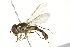  ( - 10BBCDIP-2659)  @14 [ ] CreativeCommons - Attribution (2010) CBG Photography Group Centre for Biodiversity Genomics