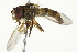  ( - 10BBCDIP-2660)  @14 [ ] CreativeCommons - Attribution (2010) CBG Photography Group Centre for Biodiversity Genomics
