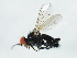  ( - 10BBCDDIP-3202)  @12 [ ] CreativeCommons - Attribution (2011) CBG Photography Group Centre for Biodiversity Genomics