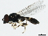 ( - 10BBCDDIP-3223)  @13 [ ] CreativeCommons - Attribution (2011) CBG Photography Group Centre for Biodiversity Genomics