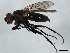 ( - 10BBCDDIP-3236)  @13 [ ] CreativeCommons - Attribution (2011) CBG Photography Group Centre for Biodiversity Genomics