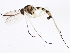  ( - 10BBCDDIP-3285)  @14 [ ] CreativeCommons - Attribution (2011) CBG Photography Group Centre for Biodiversity Genomics