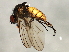  ( - 10BBCDIP-3058)  @14 [ ] CreativeCommons - Attribution (2010) CBG Photography Group Centre for Biodiversity Genomics