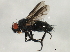  ( - 10BBCDIP-3096)  @13 [ ] CreativeCommons - Attribution (2010) CBG Photography Group Centre for Biodiversity Genomics