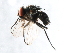  ( - 10BBCDIP-3408)  @13 [ ] CreativeCommons - Attribution (2011) CBG Photography Group Centre for Biodiversity Genomics