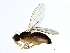  (Arganthomyza duplex - 10BBCDIP-3448)  @14 [ ] CreativeCommons - Attribution (2011) CBG Photography Group Centre for Biodiversity Genomics